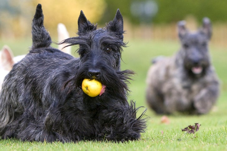 Scottish Terriers playing in the grass.