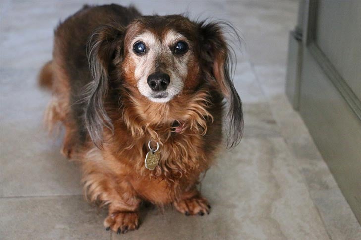 When Eyes & Ears Fail: Age-Related Hearing & Vision Loss in Senior Dogs