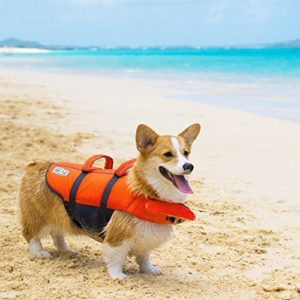 Dog Life Jacket: 4 of the Best Options for Your Dog—American Kennel Club