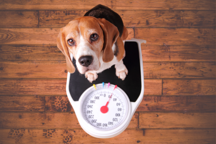 How to Tell if Your Dog is Fat — American Kennel Club