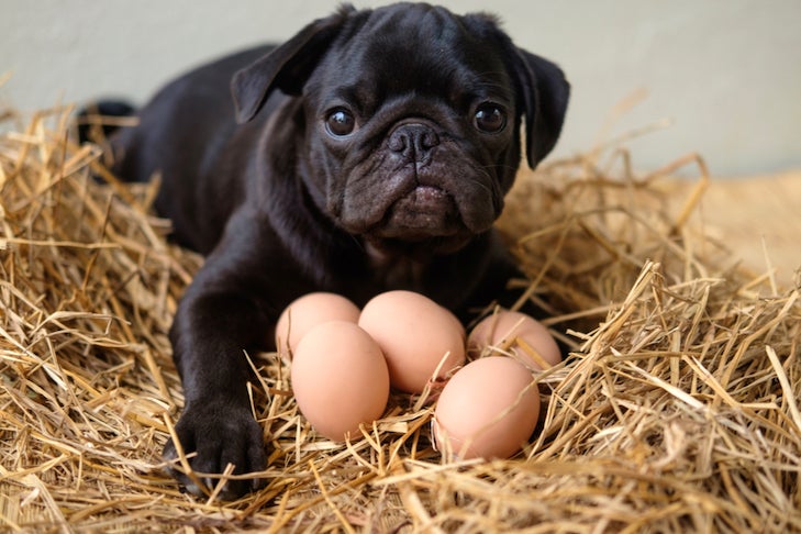 Can Dogs Eat Eggs? – American Kennel Club