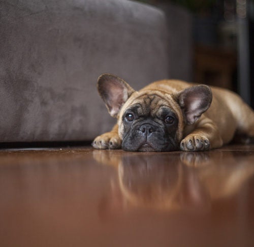 How To Spot A Sick Puppy: Illness Warning Signs To Watch For In Puppies