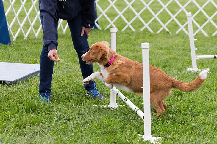 Nova Scotia Duck Tolling Retriever being trained to leap over an agility pole.