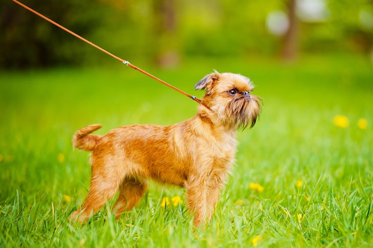 brussels griffon standing in the grass on leash