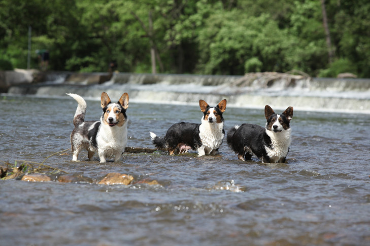 Cardigan Welsh Corgis wading through shallow rapids.