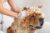 Chow Chow getting a bubble bath, head getting rubbed.