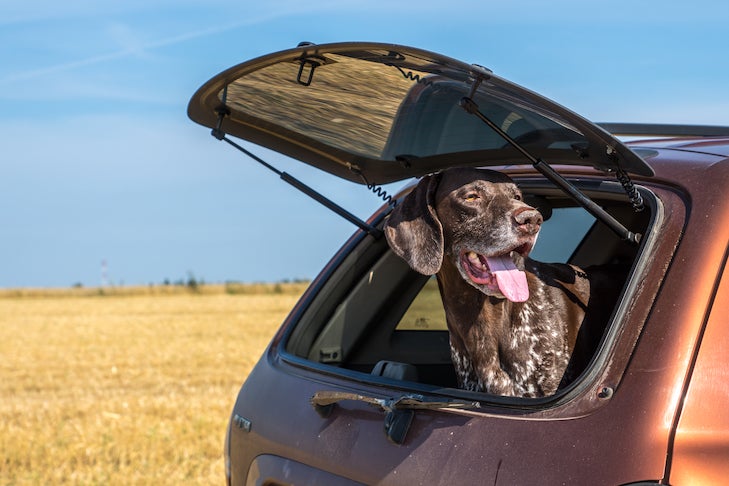 German Shorthaired Pointer sticking its head out of a hatchback car on a road trip.