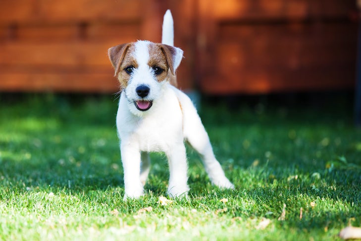 Parson Russell Terrier puppy standing in the yard.