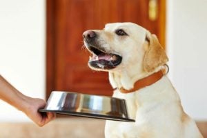 Yellow Labrador Retriever getting dog food