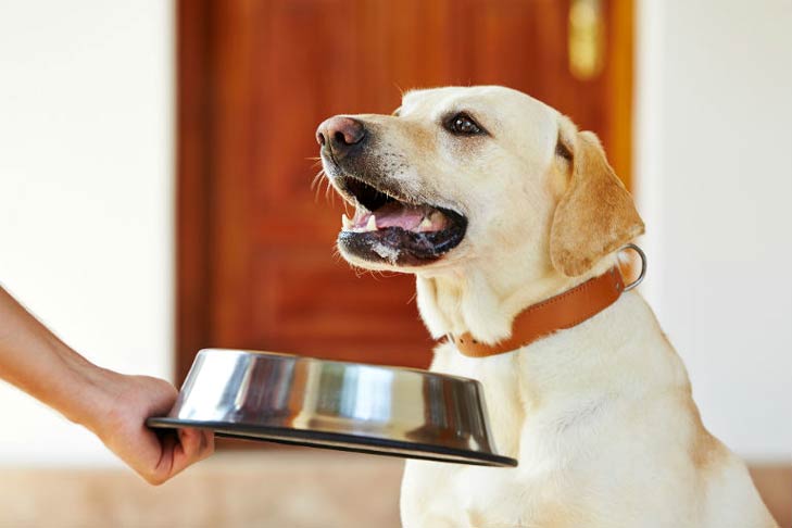 Dog Food Recall Alert: 9 Brands With Elevated Levels of Vitamin D