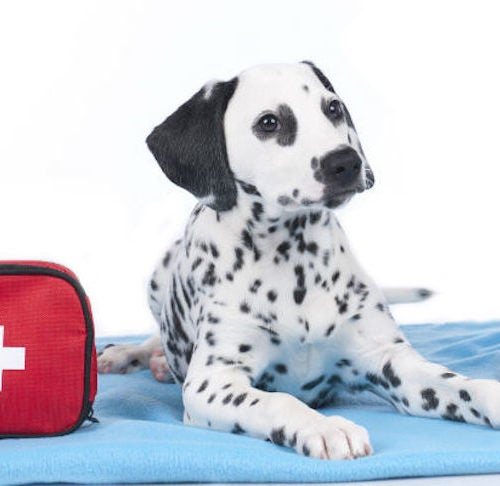 Dog First-Aid Kit Essentials: What To Include For Injuries And Emergencies