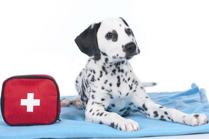 Dog First-Aid Kit Essentials: What To Include For Injuries And Emergencies
