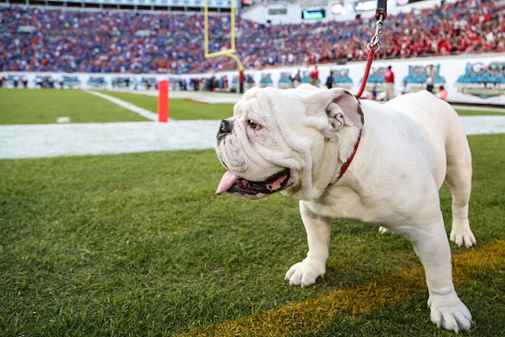 Dog Mascots In College Football: Cheer On These Six Campus ...