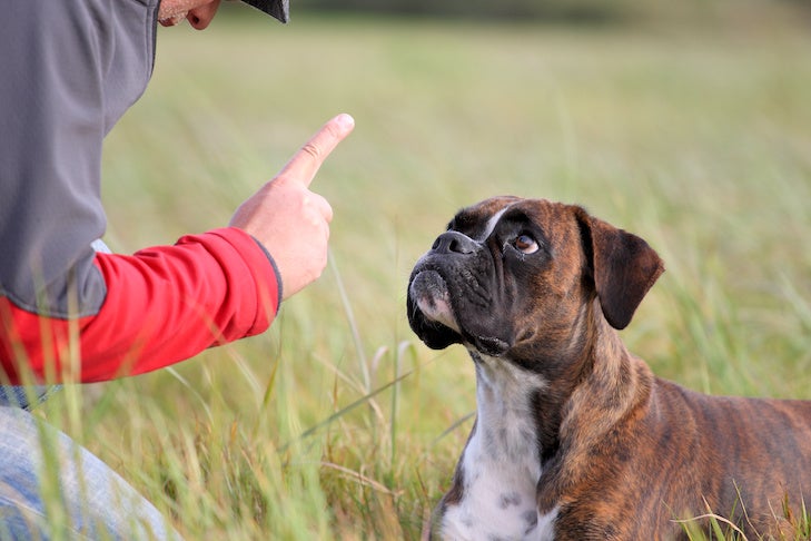 Deaf Dog Training: How to Train and Care for a Deaf Dog