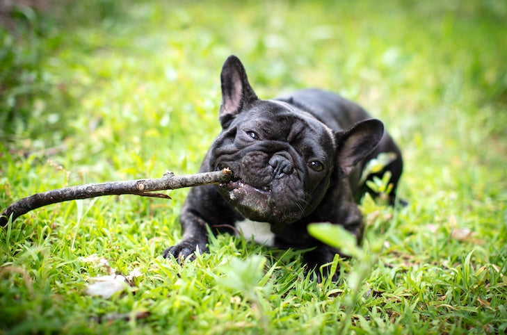 French Bulldog laying down in the grass chewing on a stick.