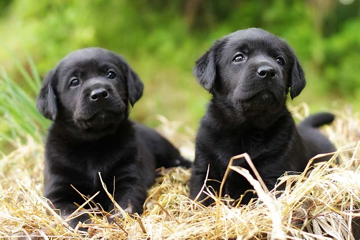 Two black Labrador Retriever puppies laying in a bed of straw.