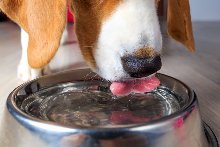 Beagle dog drinking clear water from steel bowl close-up.