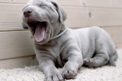 A very young Weimaraner puppy yawning and sleepy.