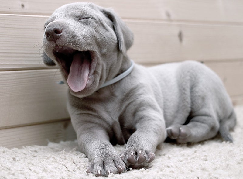 skjule Tag ud køretøj How Much Sleep Do Puppies Need? Here's How to Make Sure.
