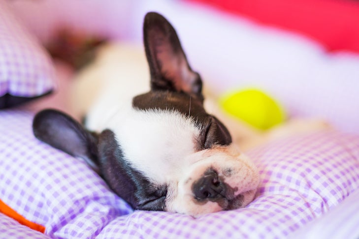 Filhote de Bulldog Francês dormindo em uma cama de cachorro.