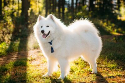 Samoyed standing on a path in the forest.