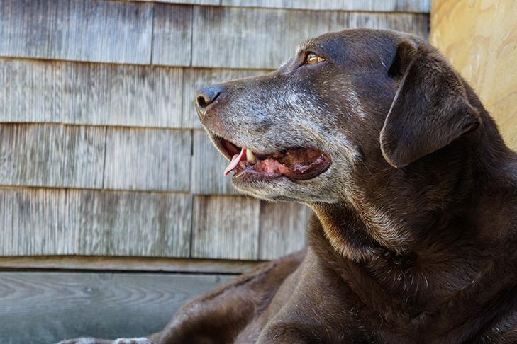 Things You Should Know About Dog Obesity – American Kennel Club