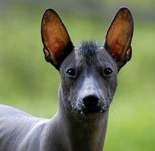 Xolo Breed Varieties: The Many Different Types of a Xoloitzcuintli