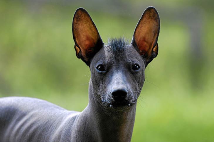 Discover more than 138 german shepherd without hair super hot