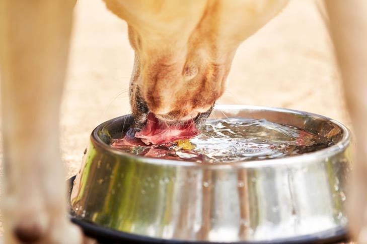 How can you tell if a dog’s gums are dehydrated?