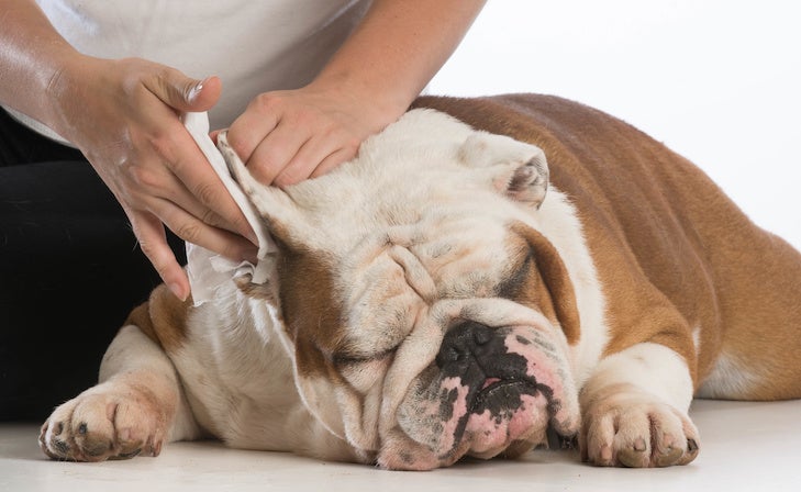 cleaning a Bulldog's ear with a wipe