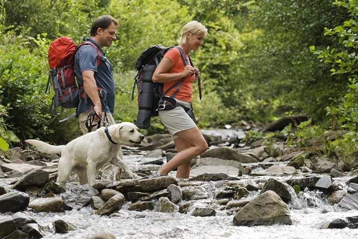 Hiking With Your Dog: Tips For Hitting The Trail In A Safe And Fun Way