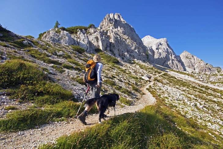 Hiking With Your Dog: 10 Breeds That Make Perfect Partners On The Trail
