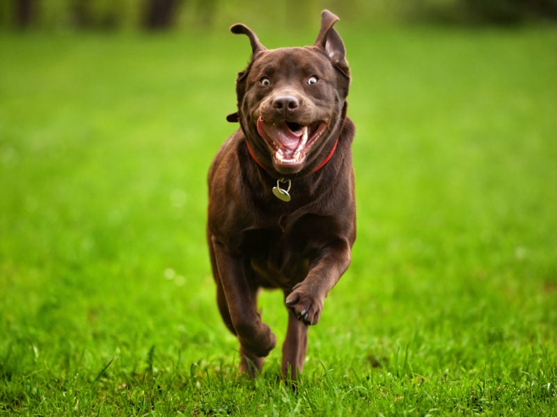 Dashing and Darting: Embracing the Whirlwind of Dog Zoomies