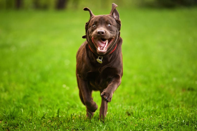 What are Dog Zoomies? Why Your Dog Runs Around in Circles