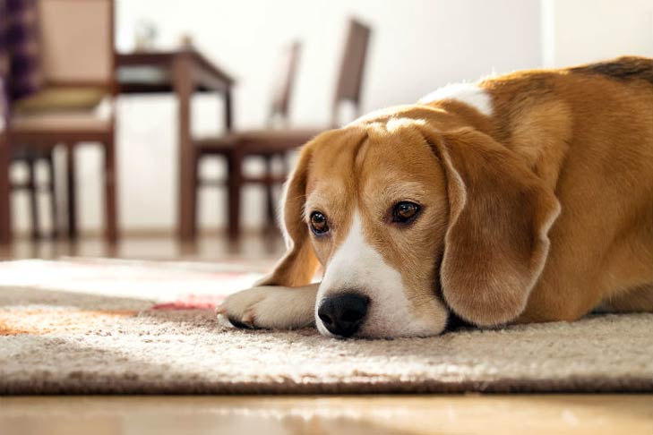 Senior beagle lying down