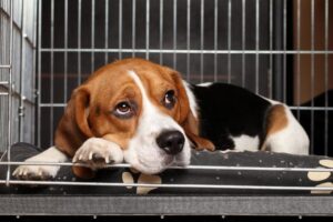 Beagle laying down in its open crate.