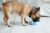 French Bulldog eating from a bowl at home.