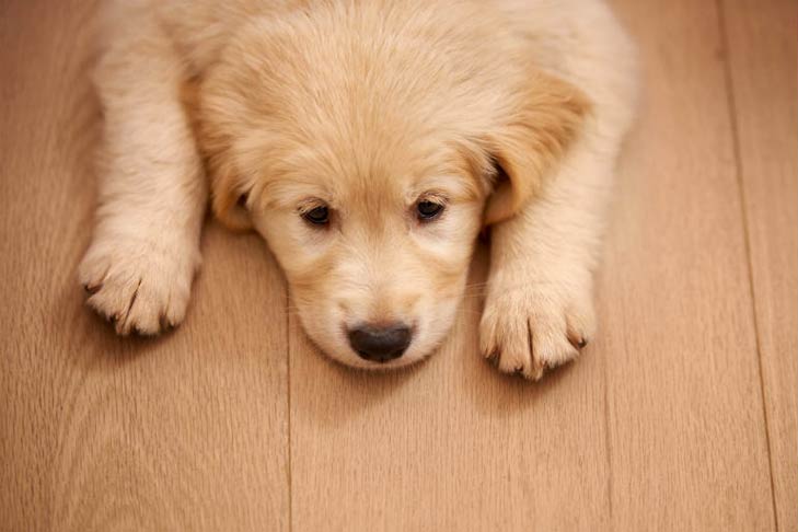 The Causes, Treatment, and Symptoms of Puppy Diarrhea