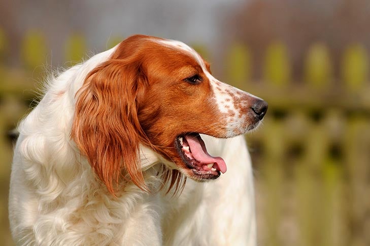Irish Red and White Setter head portrait outdoors.