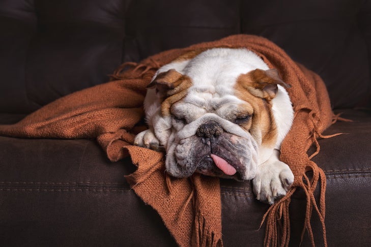 can humans get sick from dog flu