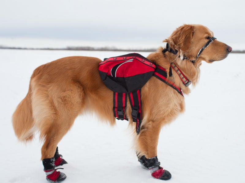 Dog Boots for Small Medium Dogs and Puppy Snow Winter Shoes Paw Protector 