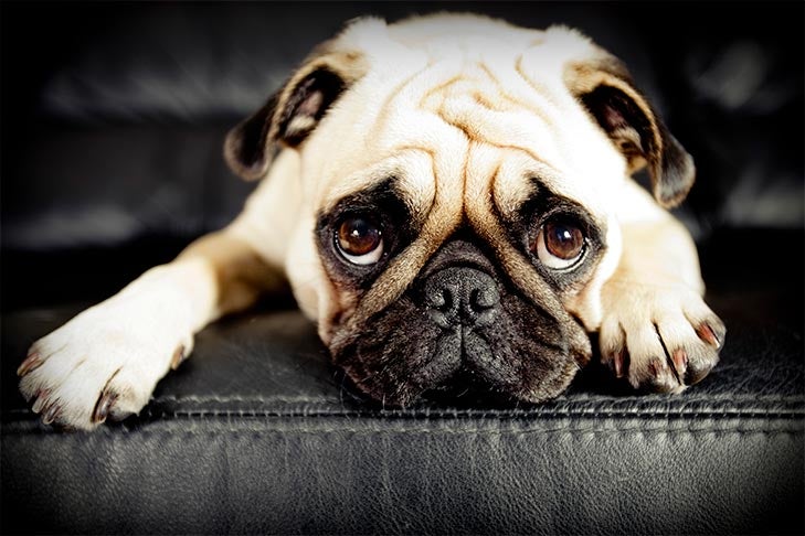 Close-up of a Pug laying on a black leather chair giving sad puppy eyes.