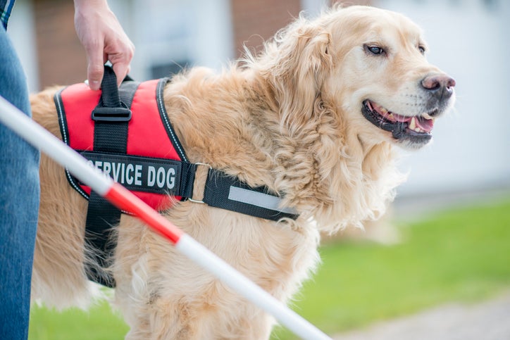 Service Dogs 101: Everything You Need To Know About Service Dogs