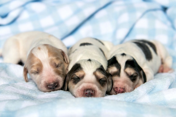 Greyhound newborn puppies laying side by side in a blanket.