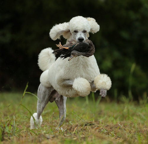 Poodle Dog Breed Varieties and Traits - LoveToKnow