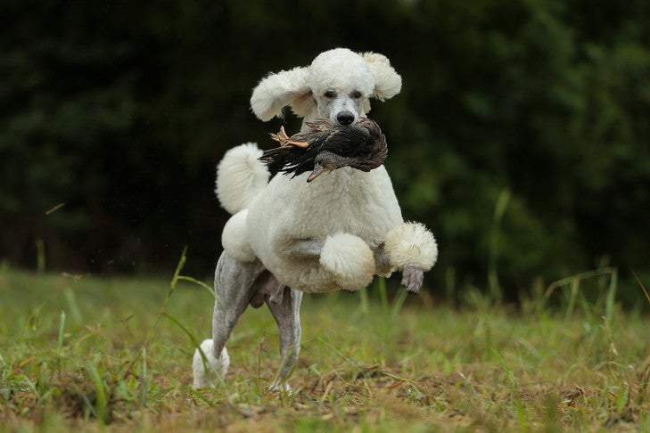 how long do poodles live in human years