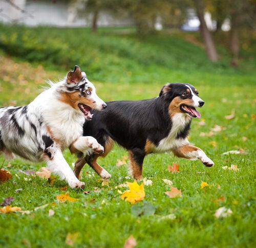 Forgænger fortov vegne 9 Things You Might Not Know About the Australian Shepherd – American Kennel  Club
