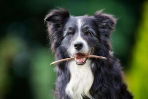 Border Collie with a stick in its mouth outdoors.