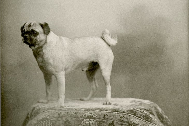 Pug History: Origins Of The Ancient, Wrinkly Companion Dog – American  Kennel Club