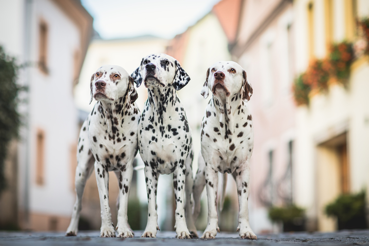 Dalmatians standing side by side in the street.